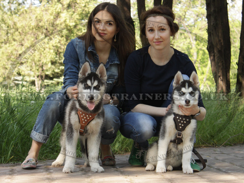 Leather Dog Harness For Puppies