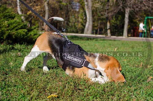 Reflective
Dog Harness - Beagle harness