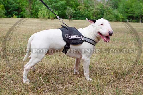 Reflective Dog Harness for English Bull Terrier