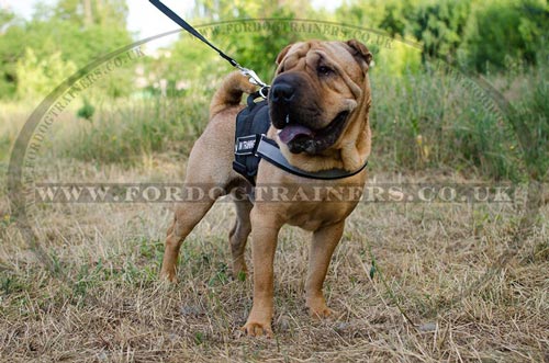 Shar Pei Dog Harness