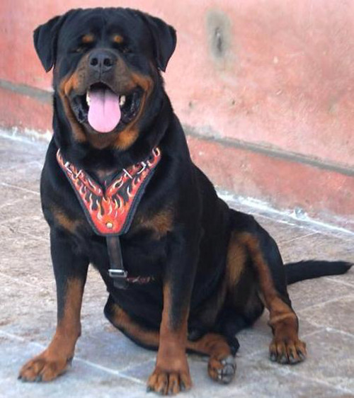 designer dog harness for Rottweiler