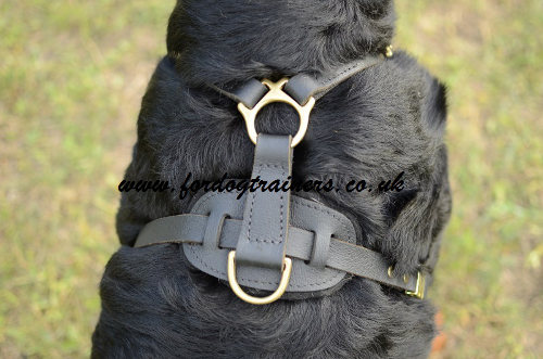 Rottweiler Harness