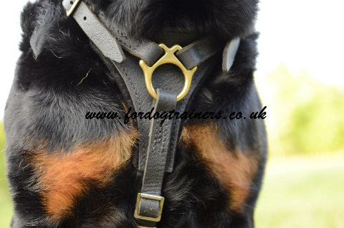 New Rottweiler Harness