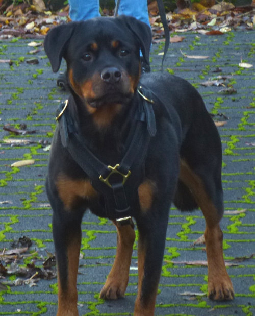 leather dog harness