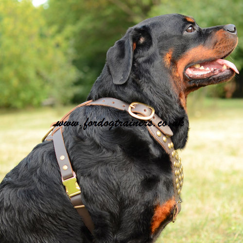 Rottweiler harness UK