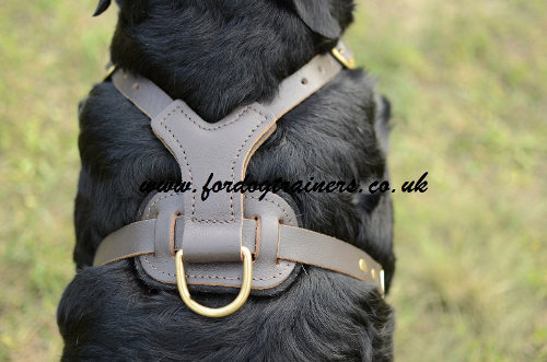 Rottweiler harness UK