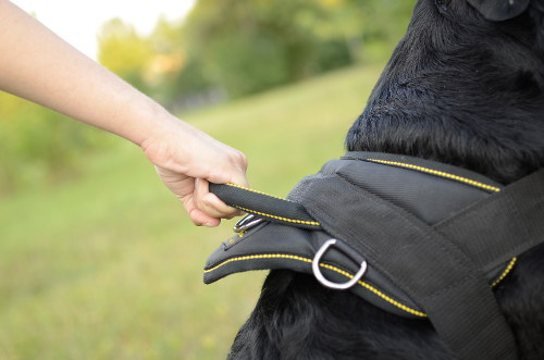 Rottweiler harness