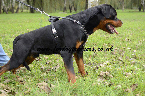 Best Rottweiler harnesses