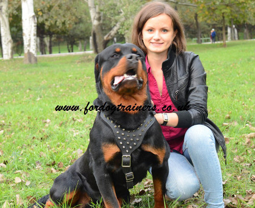 Best Rottweiler harnesses