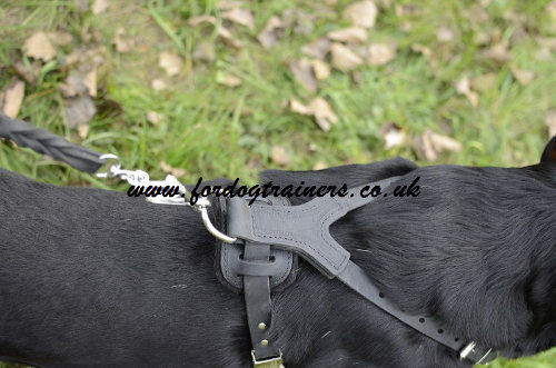 Best Rottweiler harnesses