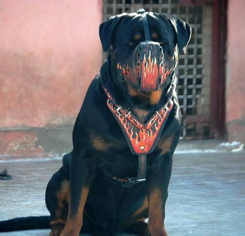 designer dog harness for Rottweiler