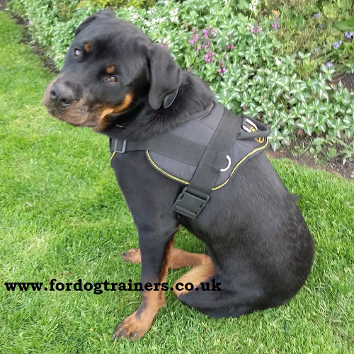 Nylon Dog Harnesses UK