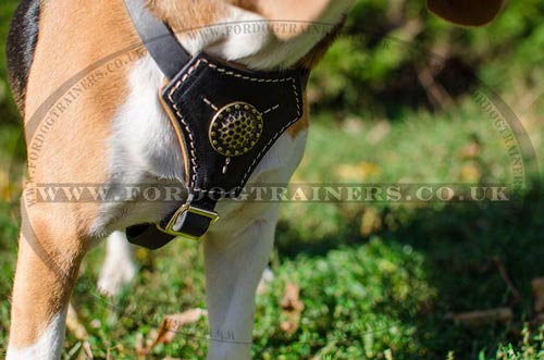 Small dog harness for Beagle