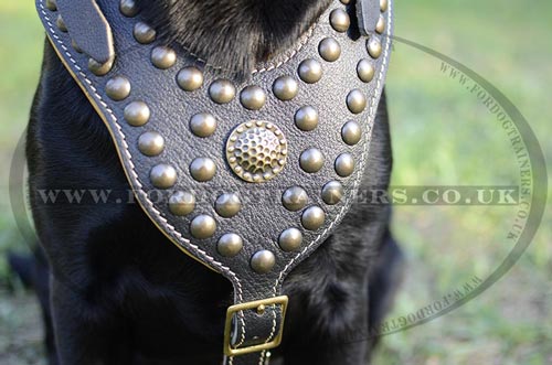 Royal Dog Harness for Labrador