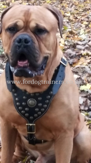 Bullmastiff Harness UK