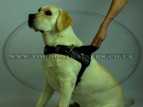Service Dog Assistance Harness for Labrador Retriever