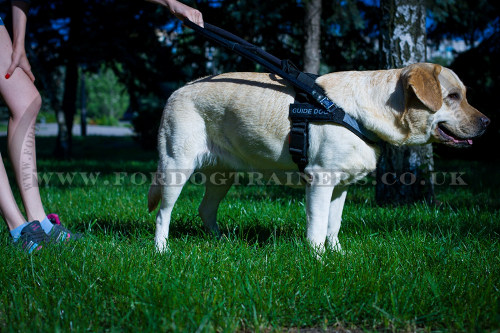 Guide Dog Harness for Sale UK