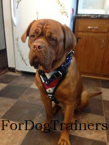 Dogue De Bordeaux Harness and Collar Set