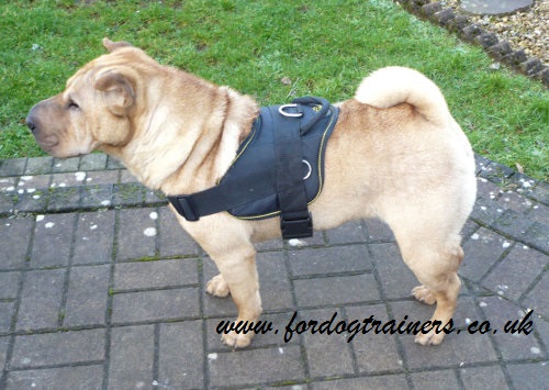 best dog harness uk