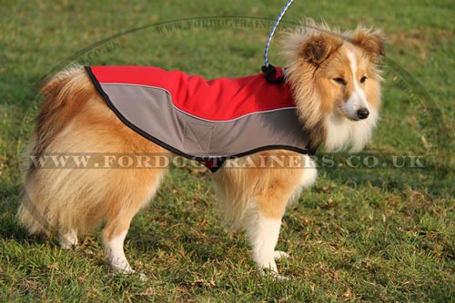 Shetland Sheepdog Harness for Winter