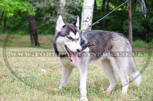 siberian husky dog pulling harness