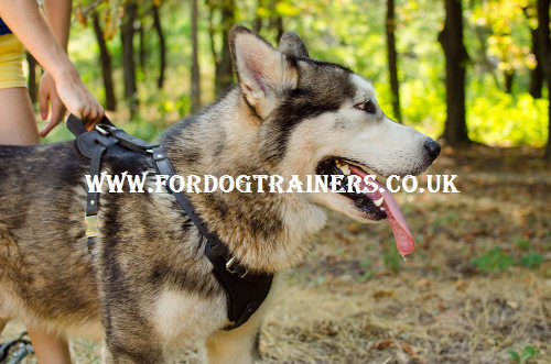 Siberian husky harness with handle