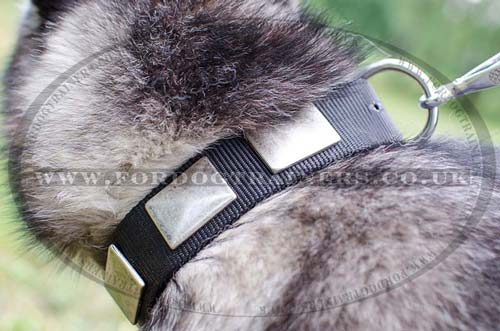 siberian husky dog collar