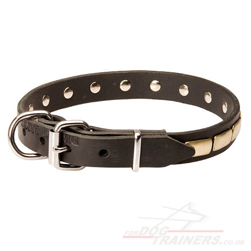 Collars for dogs like Cane Corso Italiano