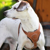 Small dog harness