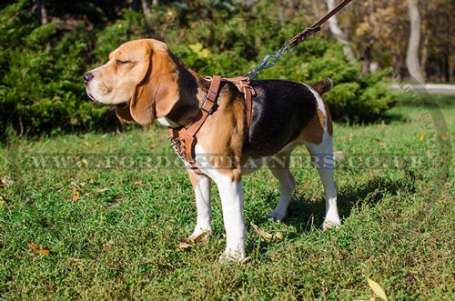 Small Dog Harness for Beagle