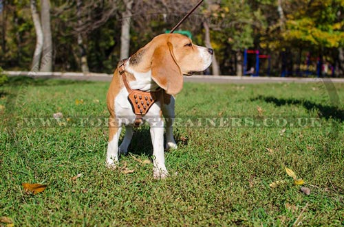 Small Dog Harness for Beagle