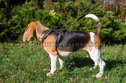 Small Dog Harness for Beagle