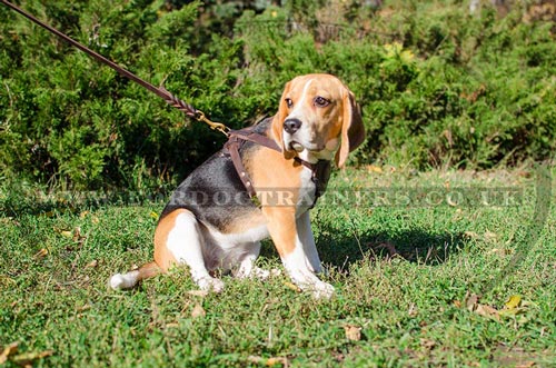 Small dog harness for Beagle