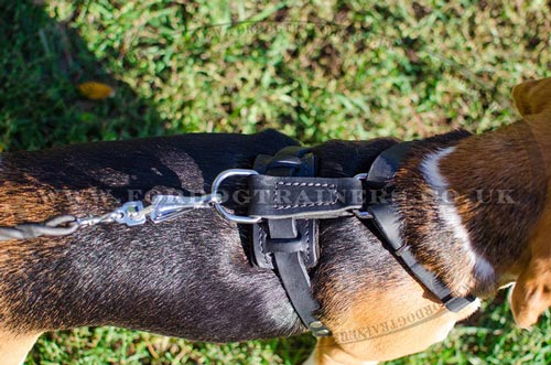 Small Dog Harness for Beagle