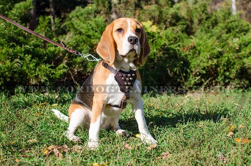 small studded leather dog harness