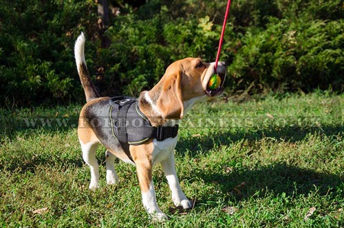 Small dog harness for Beagle