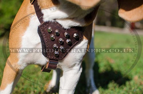 small dog harness for beagle