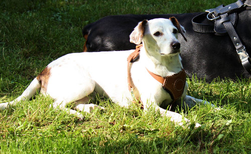 small dog harness