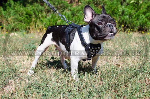 small dog studded harness for French Bulldog