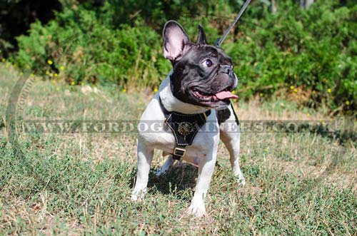 French Bull Dog Harness