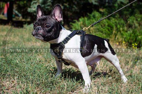 French Bull Dog Harness