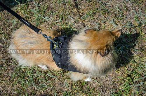 Nylon dog harness with handle