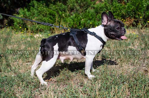 French Bulldog harness spiked