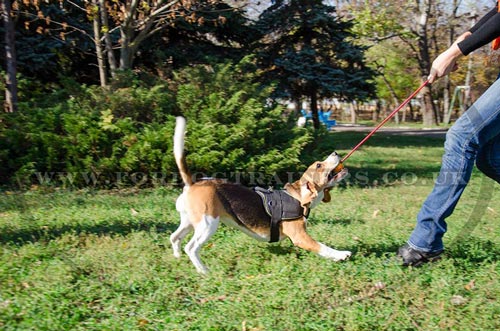 Small dog harness for Beagle