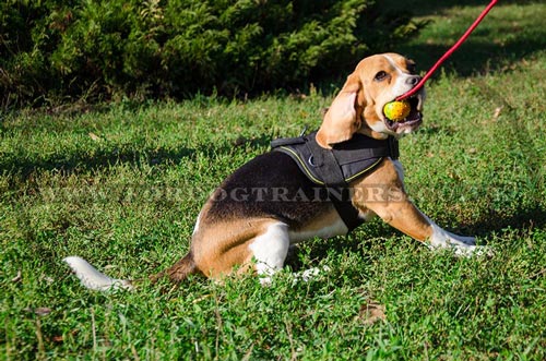 Small dog harness with handle