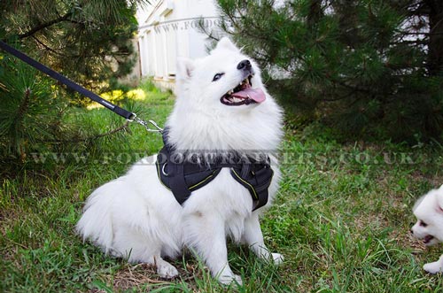 Small Dog Harness for Japanese Spitz for Sale UK