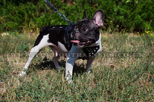 Small dog harness for French Bulldog