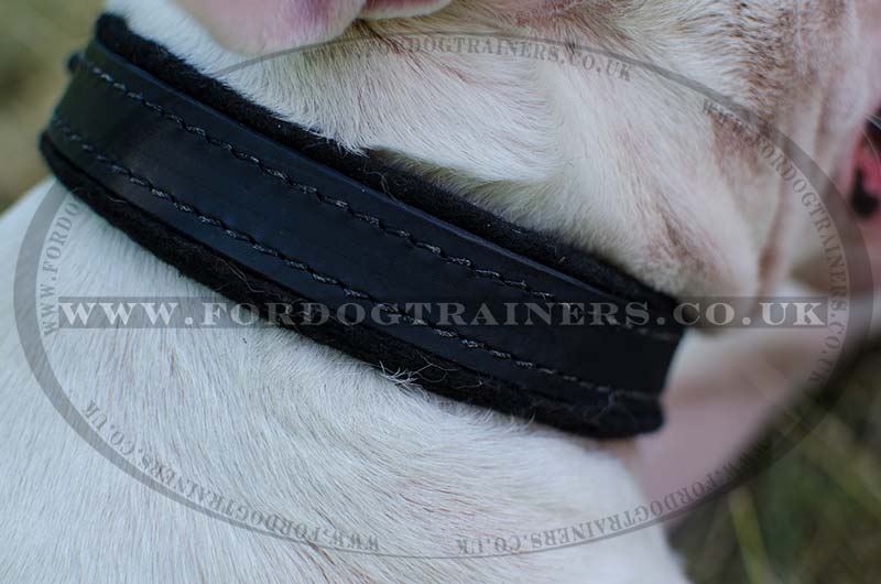 British Bull Terrier Collars Soft Padded Padded Dog Collars UK