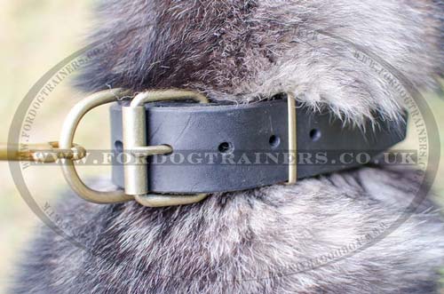 Husky puppy collar