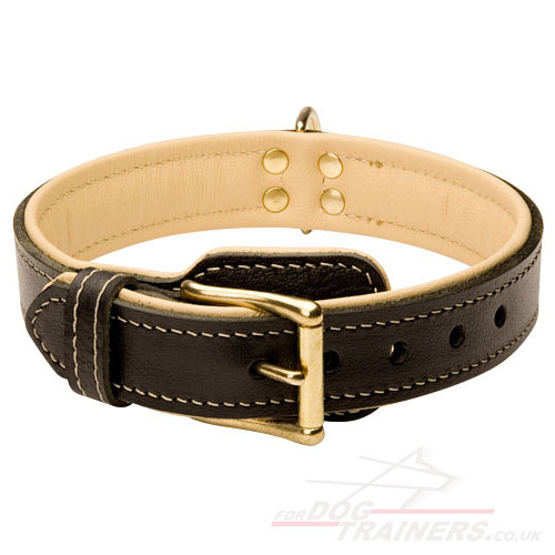 padded dog collar